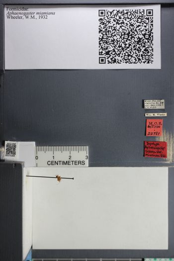 Media type: image;   Entomology 575384